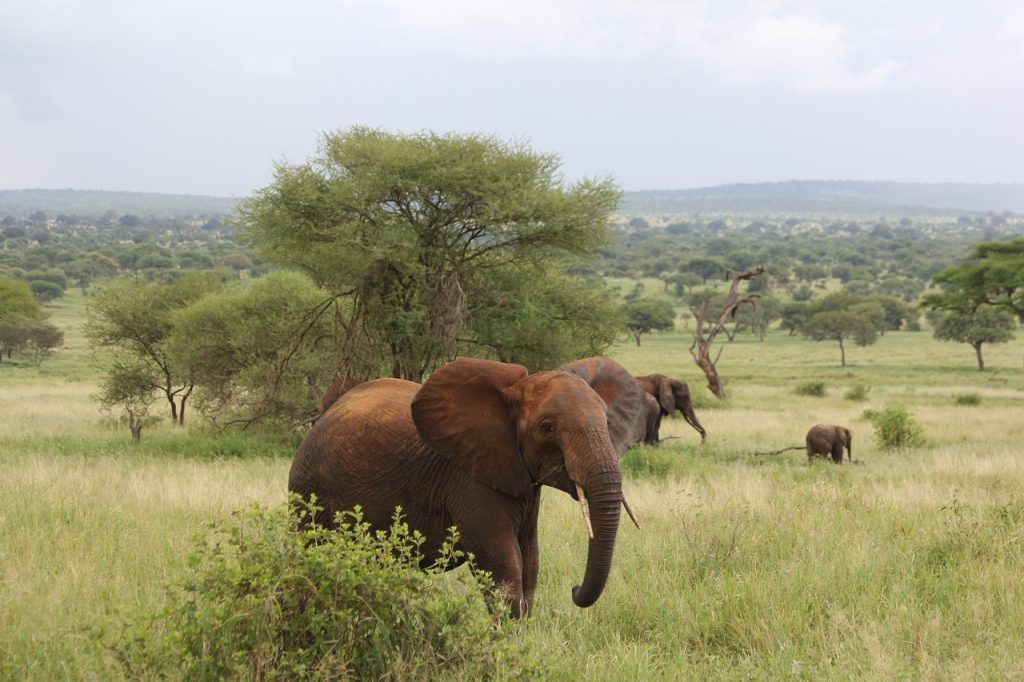 African Elephants in Tanzania