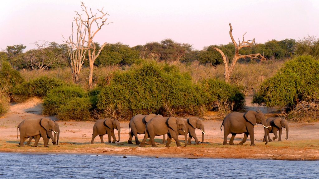 Safari Adventures in Botswana